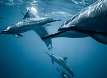 【欧洲杯】飞翼连场破门+造点 荷兰2比0奥地利出线